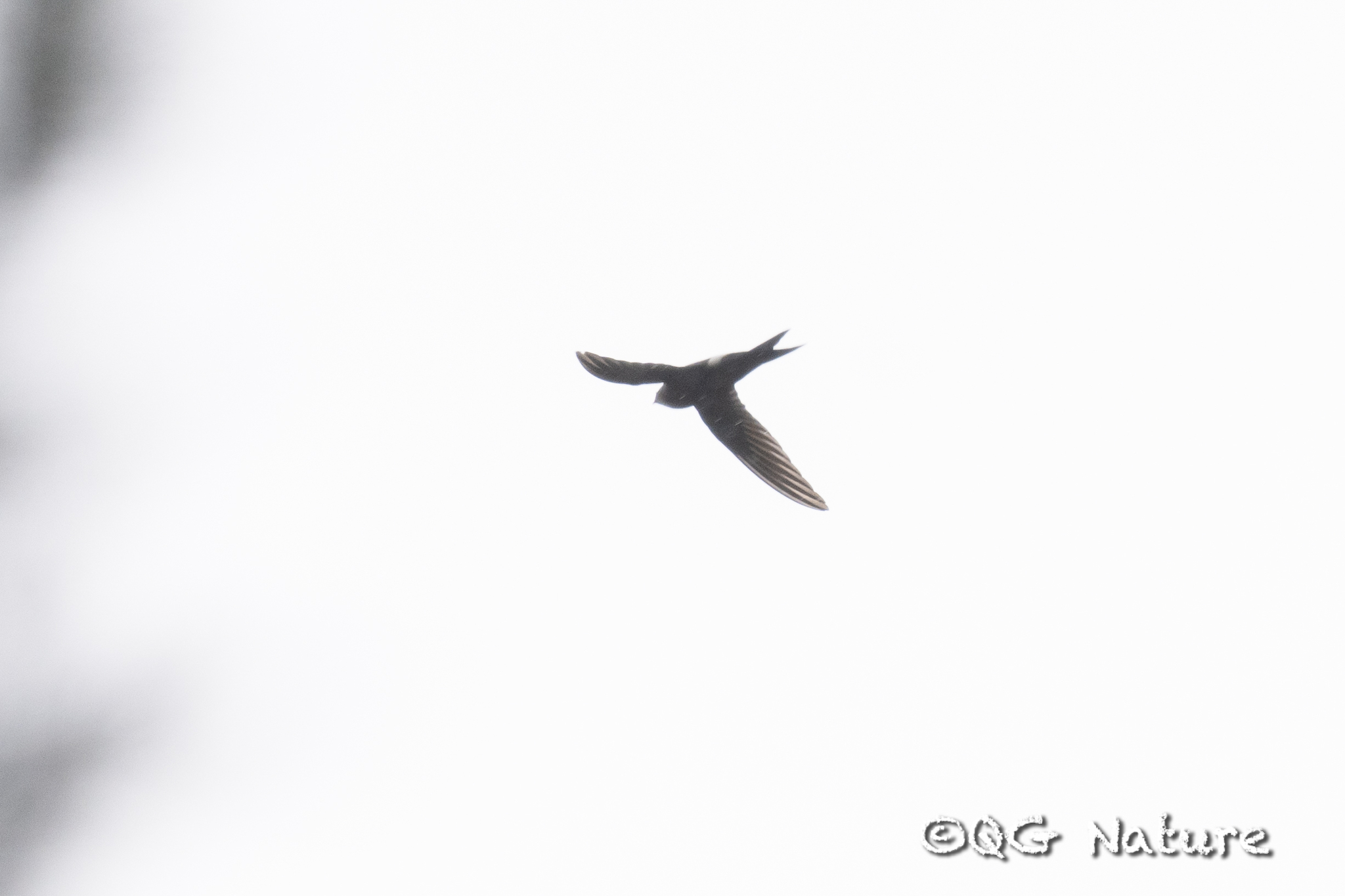 Fork-tailed Swift