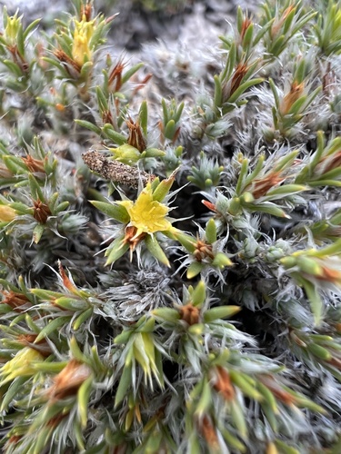 Creeping nailwort