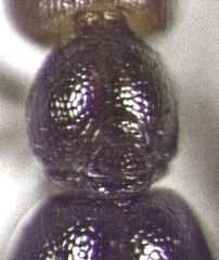 Lagynodes gastroleius