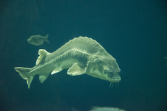 Acipenseridae