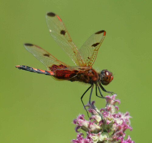 Calico Pennant photo 6