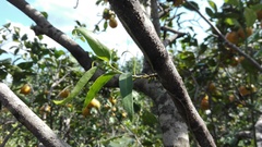 Struthanthus quercicola