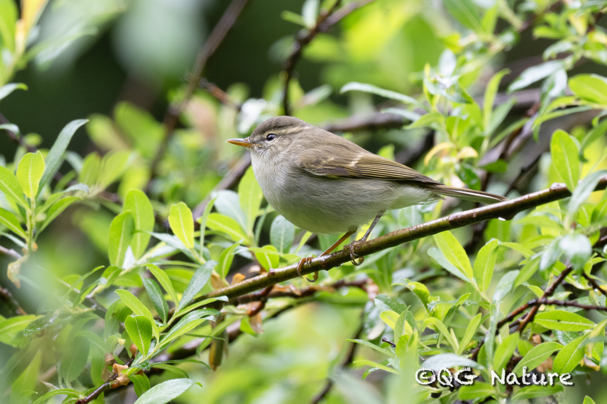Greenish Warbler
