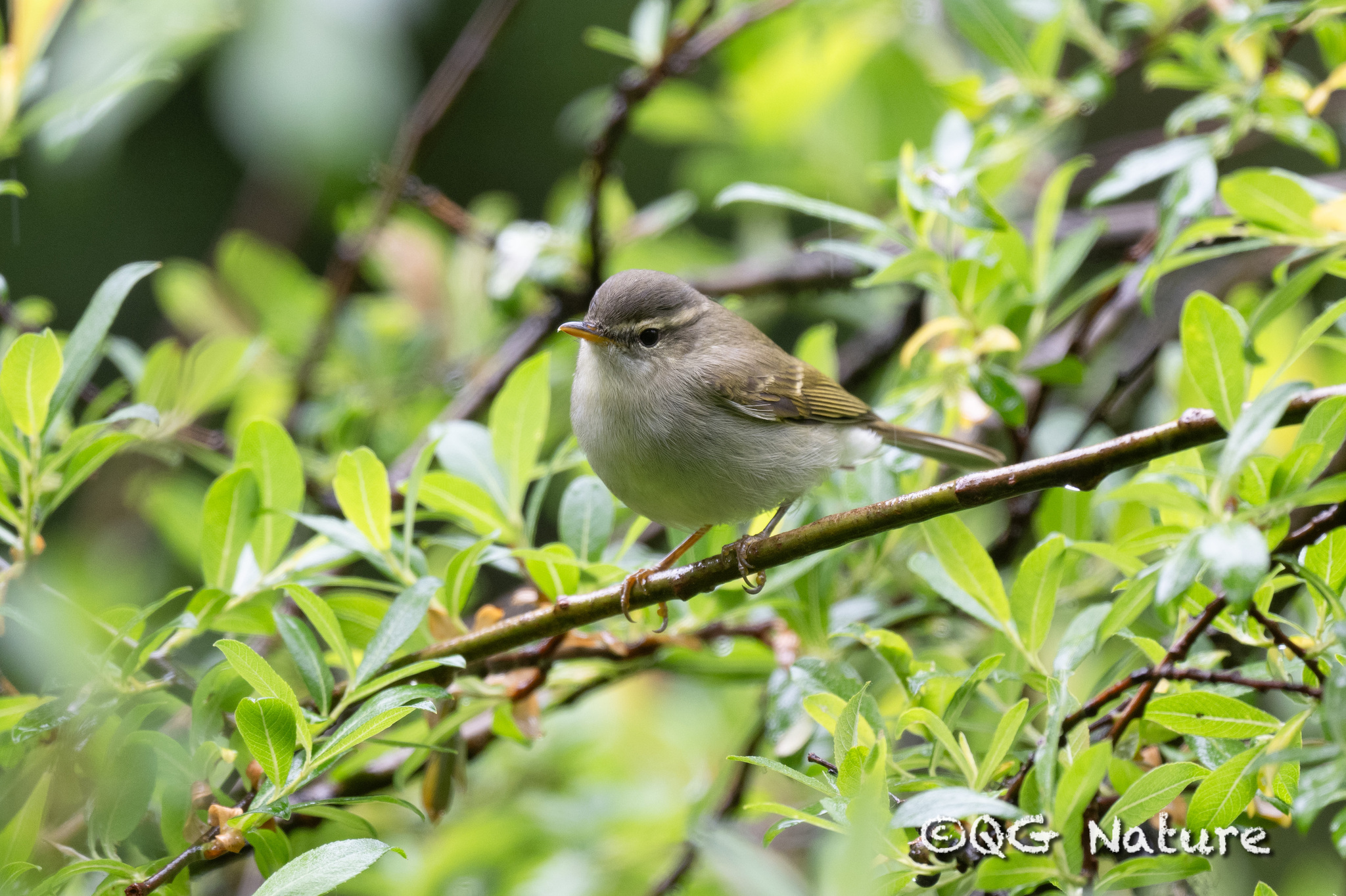 Greenish Warbler