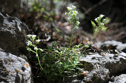Schell Creek draba (Draba pennellii)
