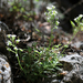 Schell Creek Draba - Photo (c) springlake1, some rights reserved (CC BY-NC), uploaded by springlake1