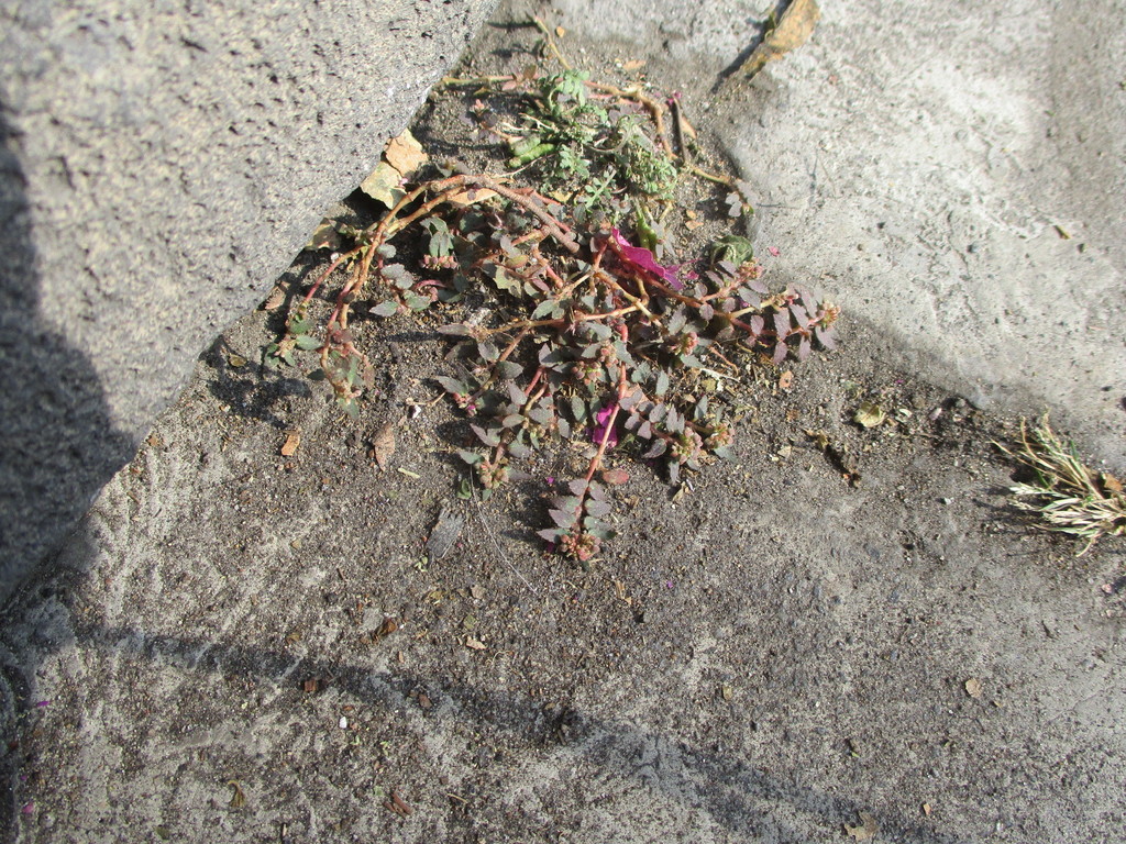Florida Hammock Sandmat from Lomas Quebradas, 10000 Ciudad de México