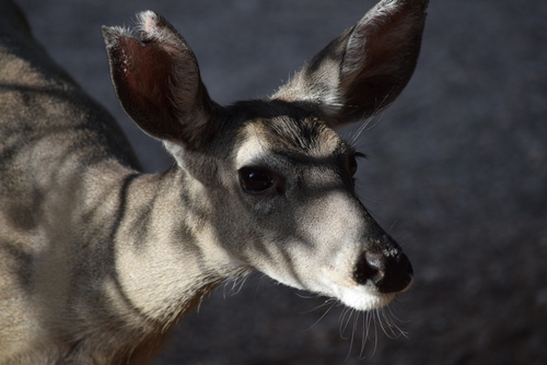 White-tailed Deer photographed in Arizona