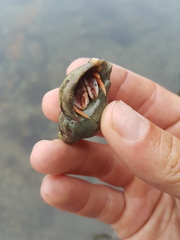 Pagurus acadianus