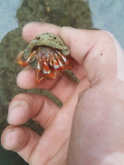 Pagurus acadianus