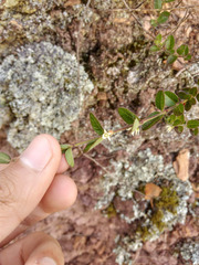 Scyphostelma