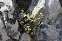 Draba pennellii
