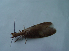 Corydalus flavicornis