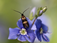 Cauchas fibulella