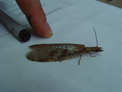 Corydalus flavicornis