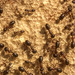 Camponotus nitens - Photo (c) Andrés Ramírez-Barrera, some rights reserved (CC BY), uploaded by Andrés Ramírez-Barrera