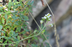 Draba pennellii