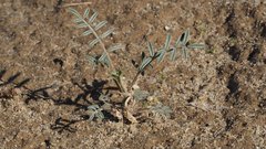 Astragalus insularis harwoodii