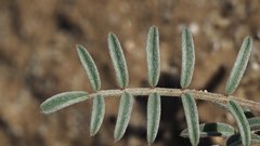 Astragalus insularis harwoodii