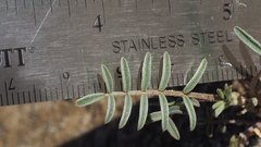 Astragalus insularis harwoodii