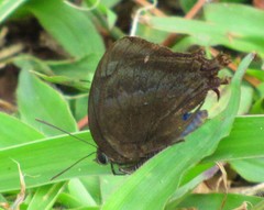 Denivia espiritosanto