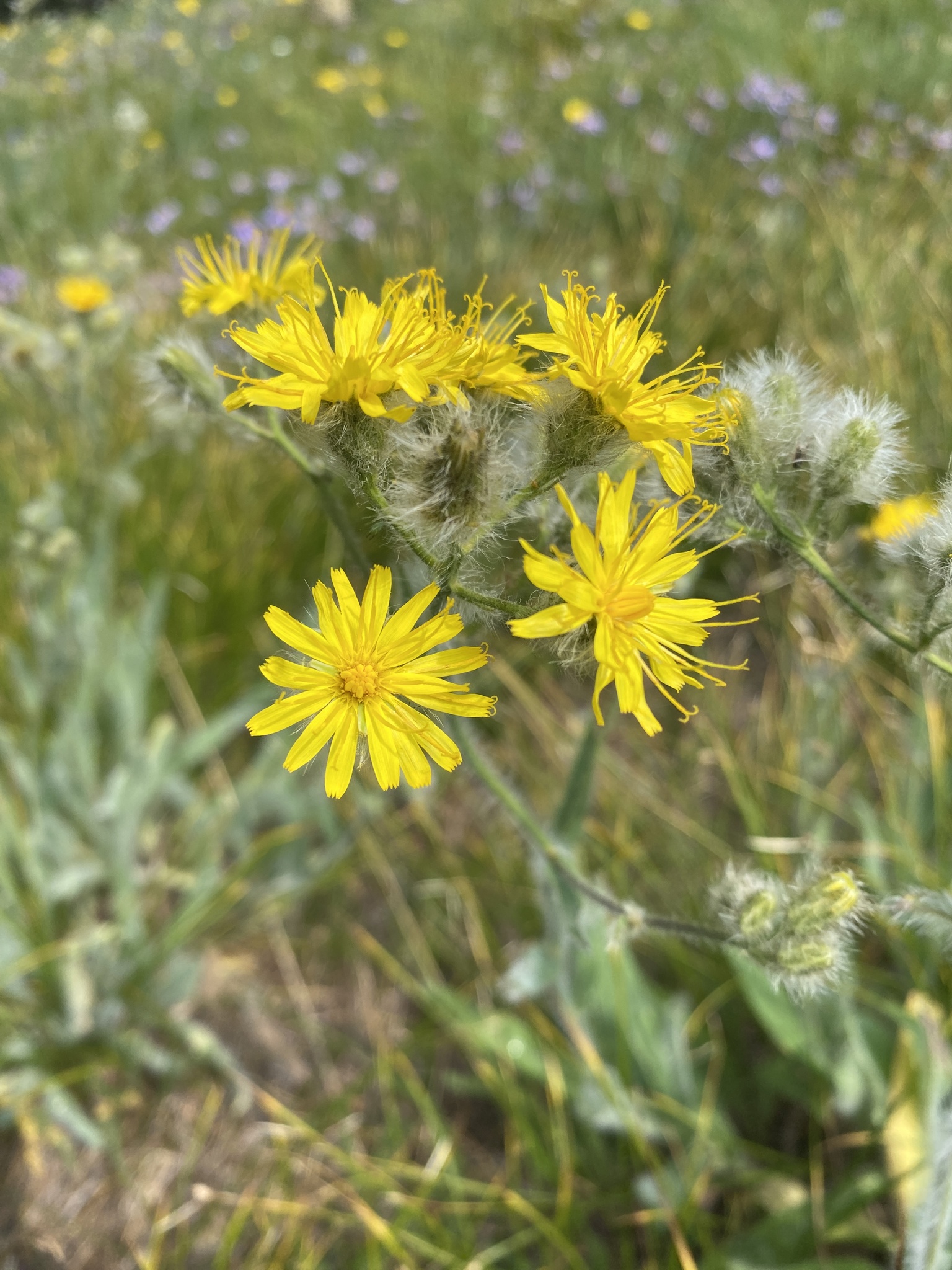 Hieracium scouleri