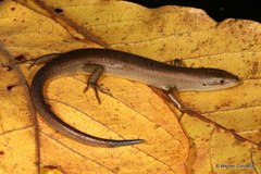 Trachylepis boulengeri