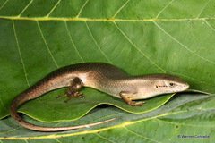 Trachylepis boulengeri