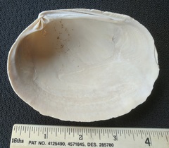 Callithaca tenerrima