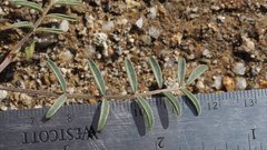 Astragalus insularis harwoodii