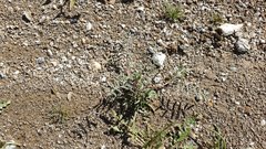 Astragalus insularis harwoodii