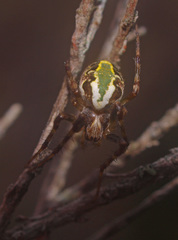 Novaranea queribunda