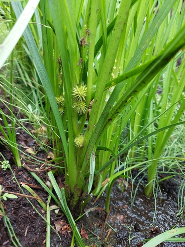 Sparganium emersum iNat (3)