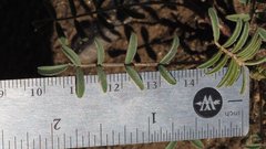 Astragalus insularis harwoodii