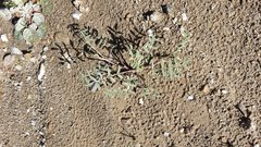 Astragalus insularis harwoodii