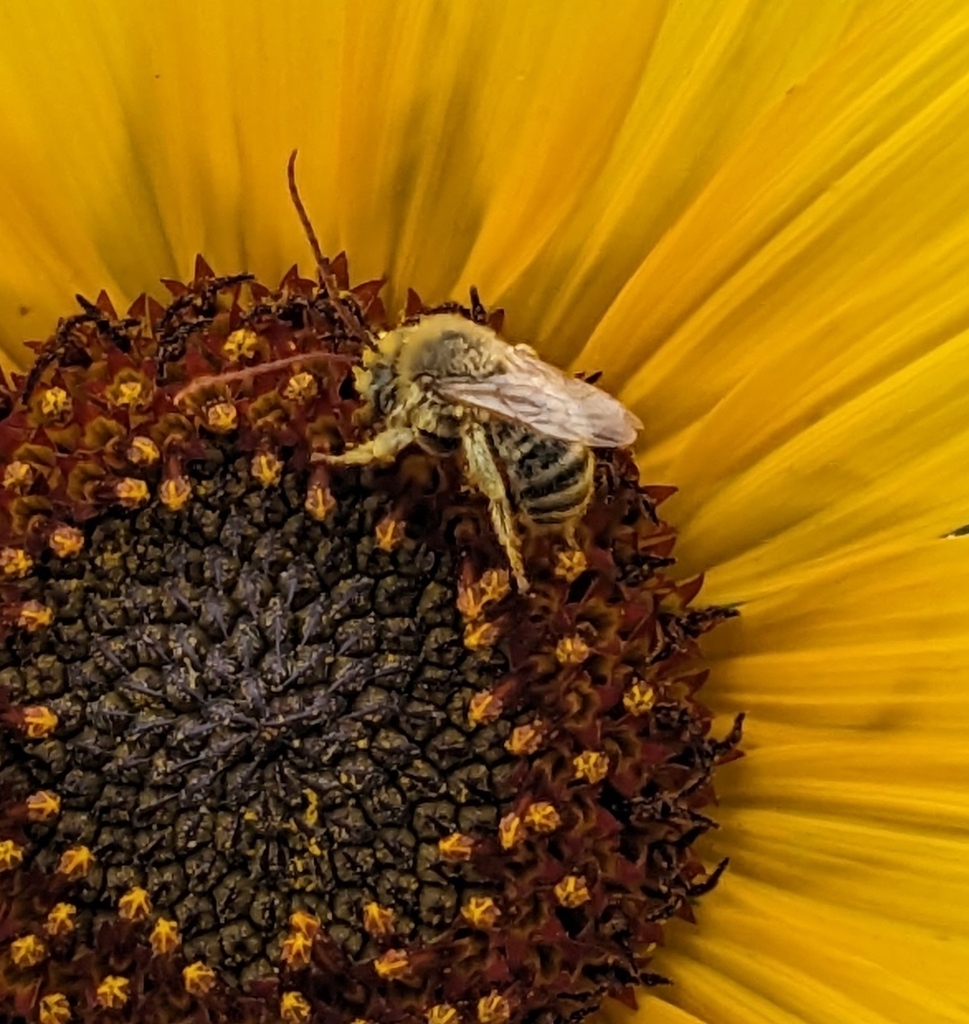 Common Longhorn Bee from Altadena, CA, USA on July 23, 2023 at 05:13 PM ...