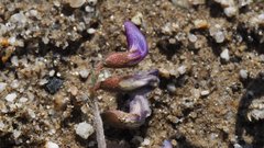 Astragalus insularis harwoodii