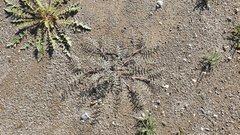 Astragalus insularis harwoodii