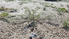 Astragalus insularis harwoodii