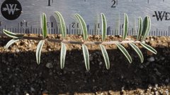 Astragalus insularis harwoodii