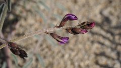 Astragalus insularis harwoodii