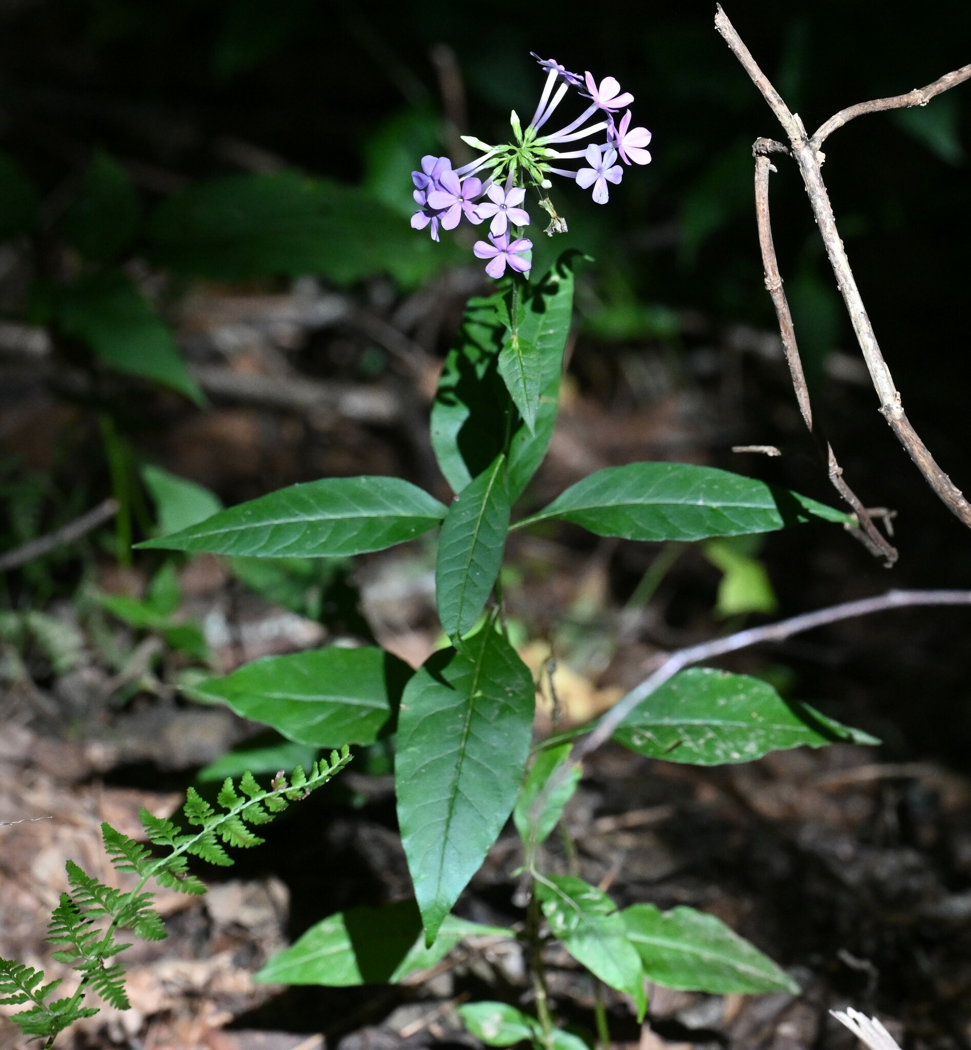 Phlox amplifolia