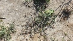 Astragalus insularis harwoodii