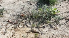 Astragalus insularis harwoodii