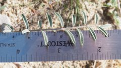 Astragalus insularis harwoodii