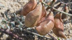 Astragalus insularis harwoodii