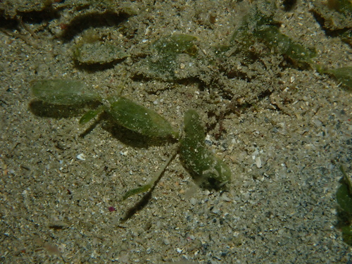 Caribbean seagrass (Halophila decipiens)