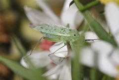 Ilnacora stalii