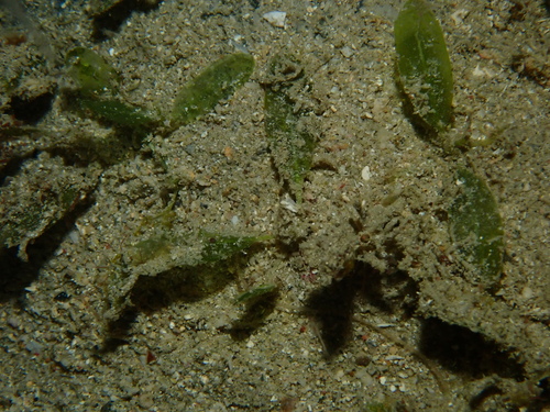 Image of Halophila decipiens by (c) 呂一起(Lu i-chi), some rights reserved (CC BY)