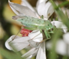 Ilnacora stalii
